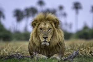 botswana okavango delta qorokwe camp lion