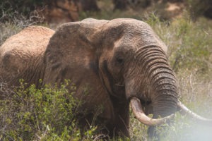 dsc 3469 Finch Hatton West Tsavo Kenya elephant