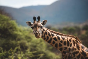 dsc 3969 Finch Hatton West Tsavo Kenya giraffe