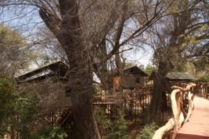 mg 8671 tree tents Sarara Tree Samburu Kenya