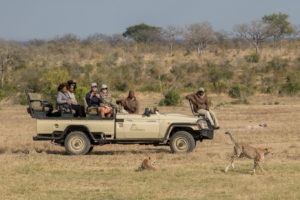 sabi sands arathusa safari lodge cheetah