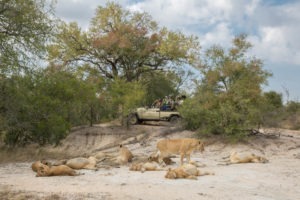 sabi sands arathusa safari lodge game drive lions