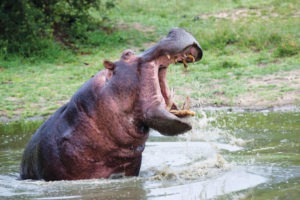 sabi sands arathusa safari lodge hippo