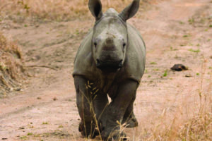 sabi sands arathusa safari lodge rhinop