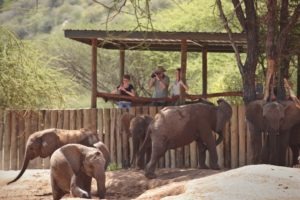 sarara 2019 17.1 Sarara Samburu Kenya elephant sanctuary