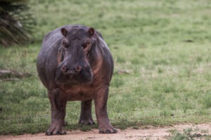 tanzania selous game reserve siwandu camp hippo