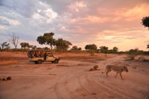 zimbabwe hwange national park somalisa camp8