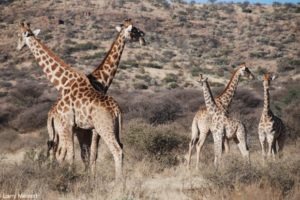 34 giraffes cross necks