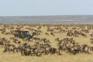 migration arrives masai mara1