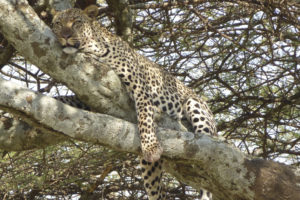 tanzania central serengeti dunia camp 29