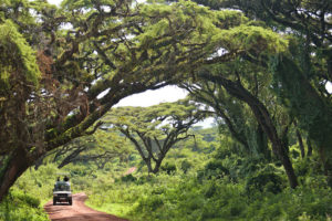 tanzania ngorongoro crater the highlands 10