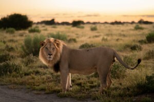 botswana central kalahari lion sunrise frank steenhuisen