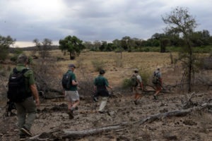 south africa kruger national park makuleke shangani walking safaris 5