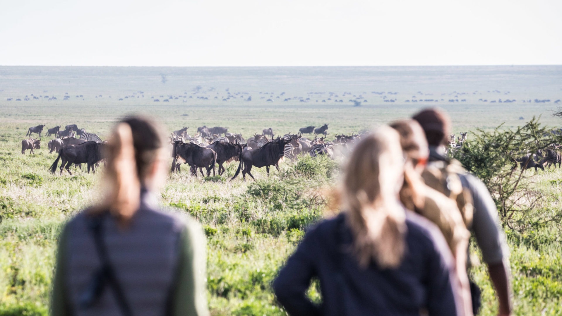 Legendary Serengeti Mobile Camp walking safari
