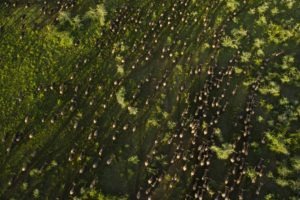 Legendary Serengeti Mobile Camp wildebeest migration from the air