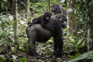 republic of congo odzala ngaga camp lowland gorillas 2
