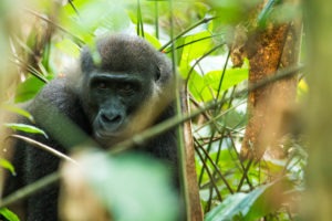 republic of congo odzala ngaga camp lowland gorillas 3