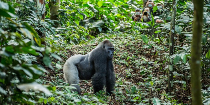 republic of congo odzala ngaga camp lowland gorillas 8