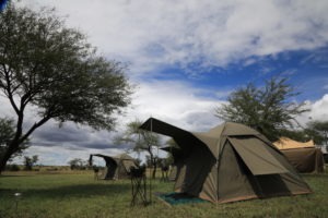 tanzania serengeti great migration camps safaris 1