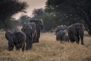 tanzania serengeti great migration camps safaris 13