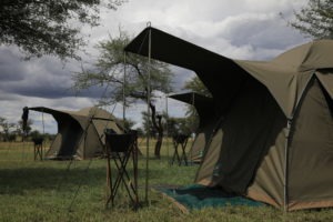 tanzania serengeti great migration camps safaris 25