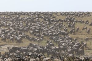 tanzania serengeti great migration camps safaris 35