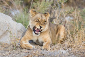 botswana bushways safaris wildlife 3