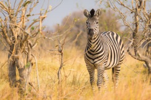 botswana bushways safaris wildlife 6