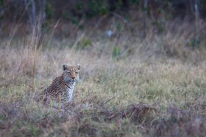 botswana bushways safaris wildlife 8