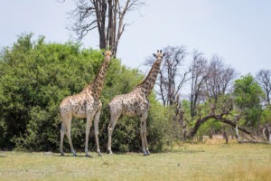 botswana bushways safaris wildlife 9