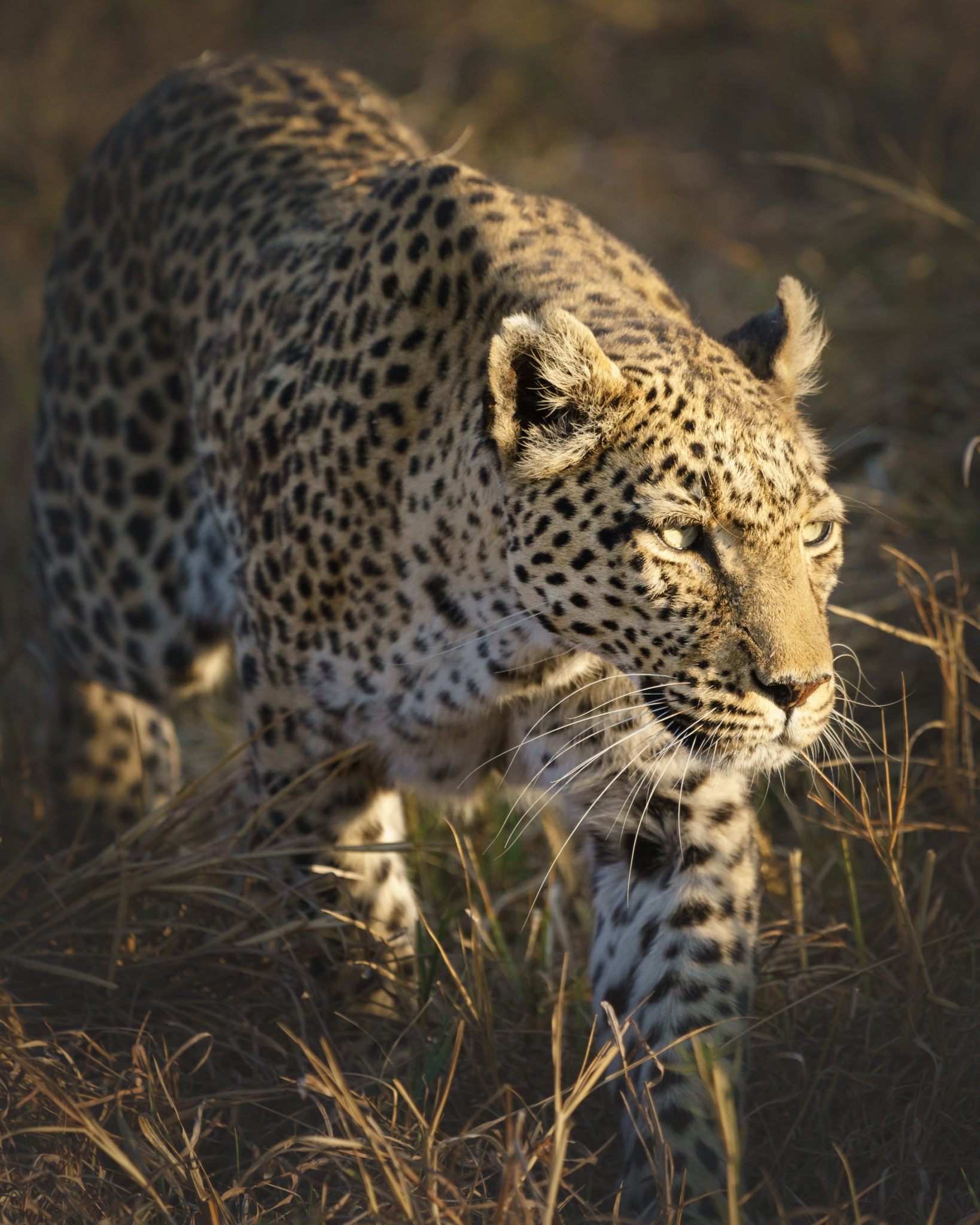 botswana khwai frank photographic safaris leopard