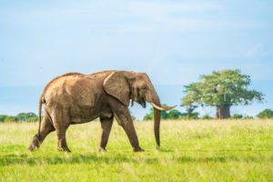 tanzania tarangire national park elephant frank photography