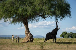 zimbabwe mana pools national park nyamatusi camp 17