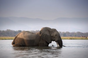 zimbabwe mana pools national park nyamatusi camp 33