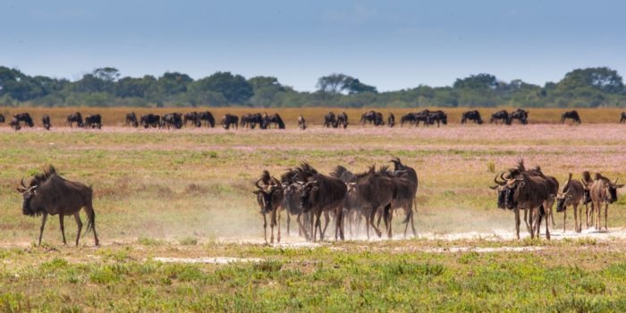 zambia liuwa plains national park mobile safari photography 2