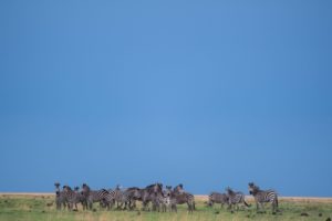 zambia liuwa plains national park mobile safari photography 25