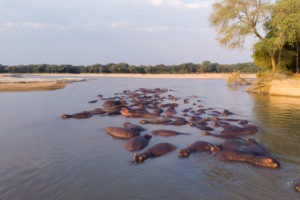 zambia north luangwa national park safaris takwela camp 24