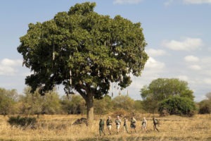zambia south luangwa national park mobile walking safaris 17