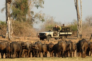 zambia south luangwa tafika camp walking safaris 15