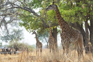 zambia south luangwa tafika camp walking safaris 19