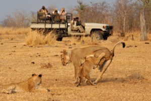 zambia south luangwa tafika camp walking safaris 3