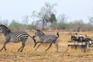 zambia south luangwa tafika camp walking safaris 4