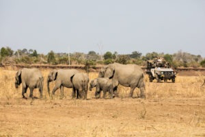 zambia south luangwa tafika camp walking safaris 41