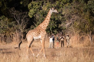 zambia south luangwa tafika camp walking safaris 43