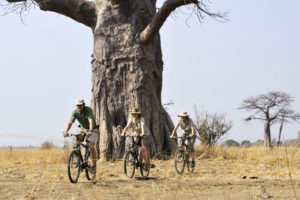 zambia south luangwa tafika camp walking safaris 7
