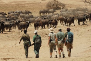 zambia south luangwa walking safaris chikoko trails 5