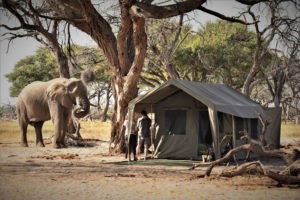 botswana mobile safaris mini meru tents royale wilderness 18