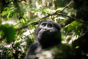 uganda bwindi sactuary gorilla forest camp 1