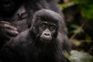 uganda bwindi sactuary gorilla forest camp 3