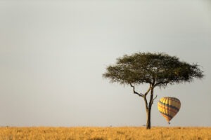 kenya masai mara pangolin photo safari workshop 12